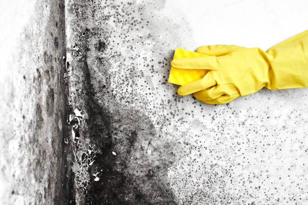 Best Basement Mold Remediation in Clinton, NY
