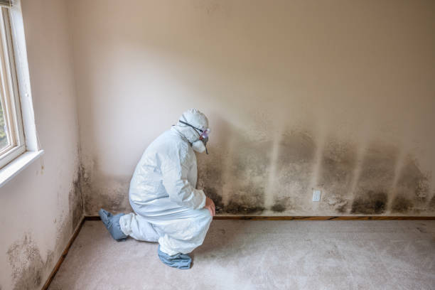 Best White Mold Remediation in Clinton, NY